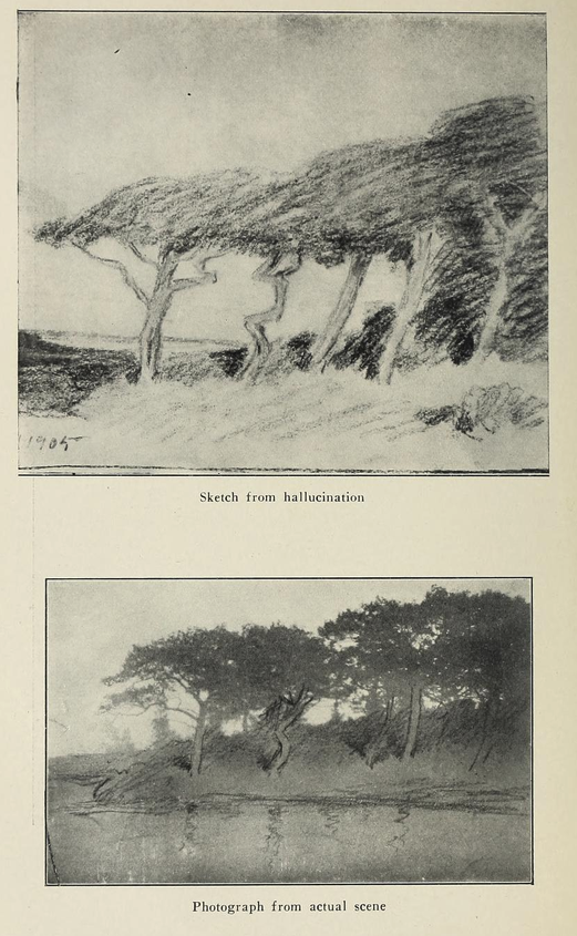 Top: a sketch of trees along the coast of a body of water. Bottom: a photograph of the same