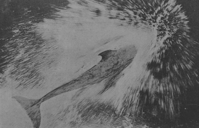 Top view of a dolphin jumping in the water.