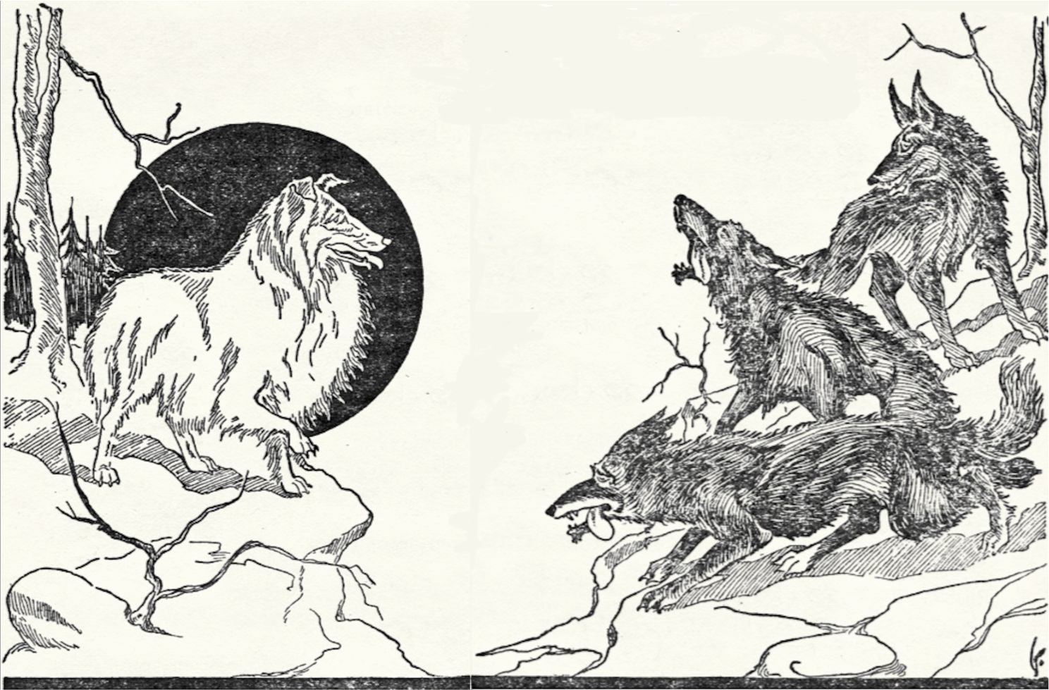 A rough collie, highlighted by the moon, faces three slavering wolves on the side of a mountain.