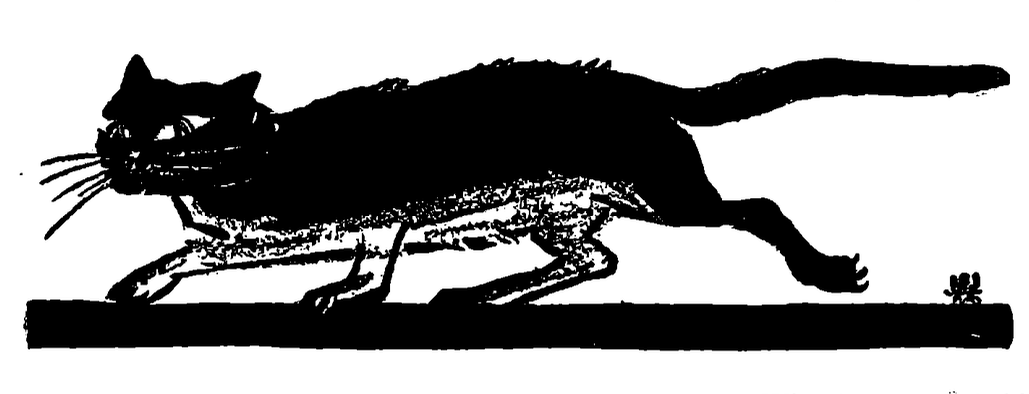 A black cat slinks along, tail stretched out behind him.