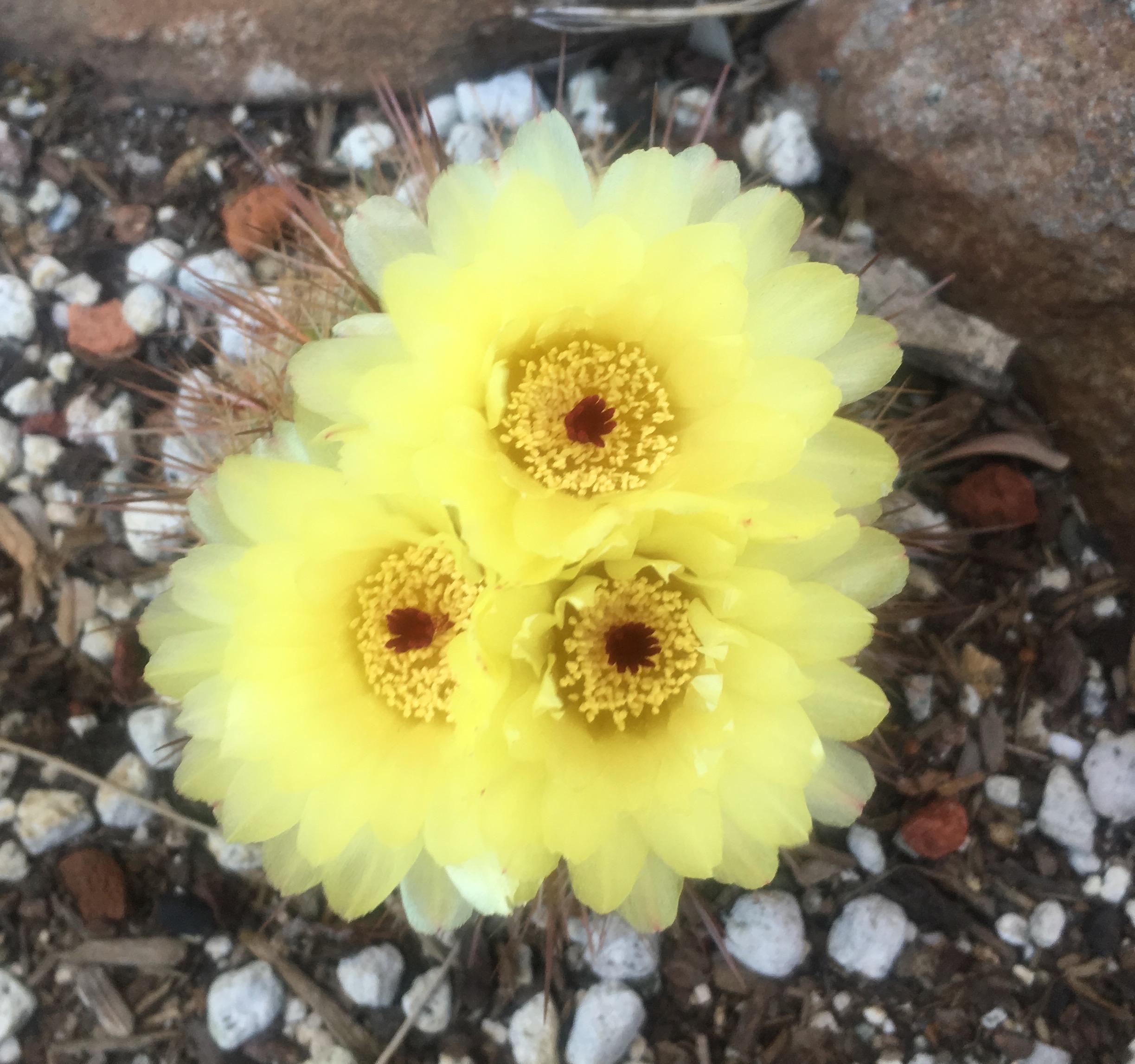 Some yellow cactus flowers